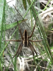 Pisaurina brevipes
