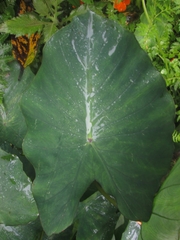 Caladium