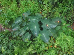 Caladium