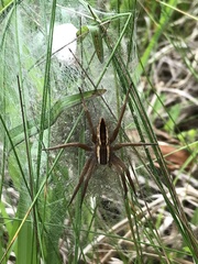 Pisaurina brevipes
