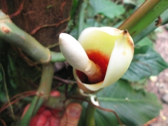 Philodendron longirrhizum