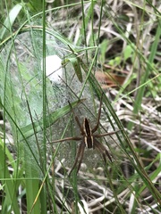 Pisaurina brevipes