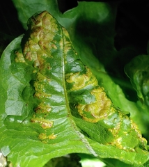 Synchytrium taraxaci