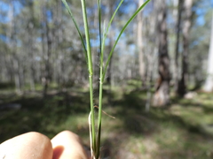 Enteropogon unispiceus