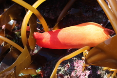 Halocynthia aurantium