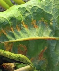 Synchytrium taraxaci