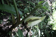 Philodendron longirrhizum