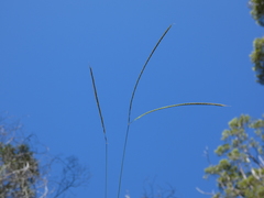 Enteropogon unispiceus
