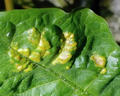 Synchytrium taraxaci