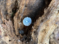 Mycena cyanocephala