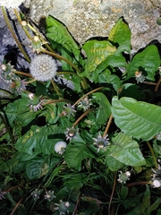 Synchytrium taraxaci