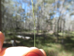 Enteropogon unispiceus