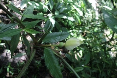 Philodendron longirrhizum