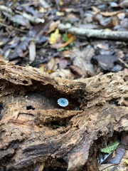 Mycena cyanocephala