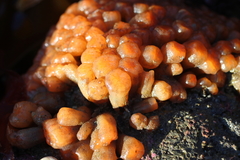 Aplidium coei