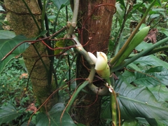 Philodendron longirrhizum