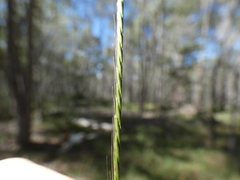 Enteropogon unispiceus