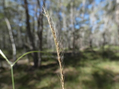 Enteropogon unispiceus