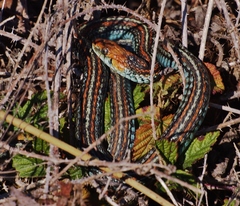 Thamnophis sirtalis tetrataenia