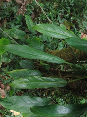 Philodendron longirrhizum