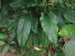 Philodendron longirrhizum