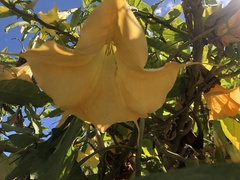 Magnoliopsida