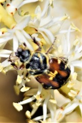 Trigonopeltastes floridanus