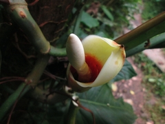 Philodendron longirrhizum