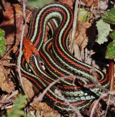 Thamnophis sirtalis tetrataenia