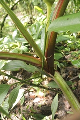 Philodendron longirrhizum