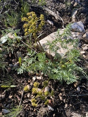 Lomatium multifidum