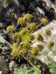 Lomatium multifidum