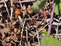 Thamnophis sirtalis tetrataenia