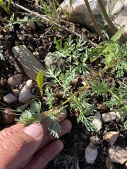 Lomatium multifidum