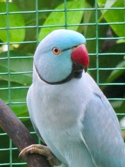 Psittacula krameri manillensis