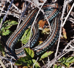 Thamnophis sirtalis tetrataenia