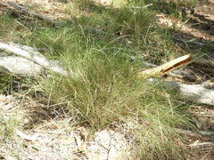 Enteropogon unispiceus