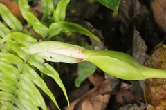 Xanthosoma helleborifolium