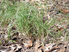 Enteropogon unispiceus