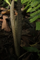 Xanthosoma helleborifolium