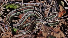 Thamnophis sirtalis tetrataenia