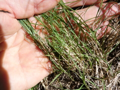 Enteropogon unispiceus