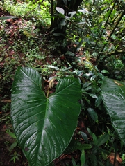 Xanthosoma helleborifolium