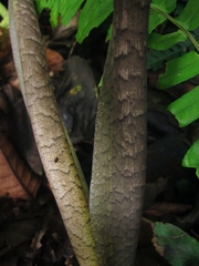 Xanthosoma helleborifolium