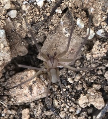 Loxosceles deserta