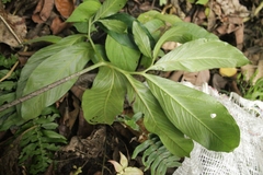 Xanthosoma helleborifolium