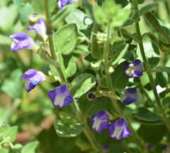 Scutellaria potosina