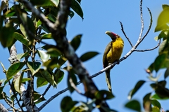 Pteroglossus bailloni