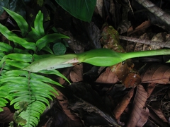 Xanthosoma helleborifolium