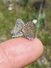 Pseudophilotes abencerragus